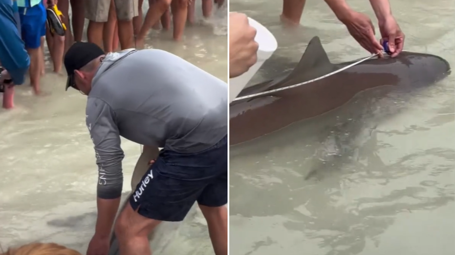 Florida beachgoer wrangles shark caught on fishing rod: video