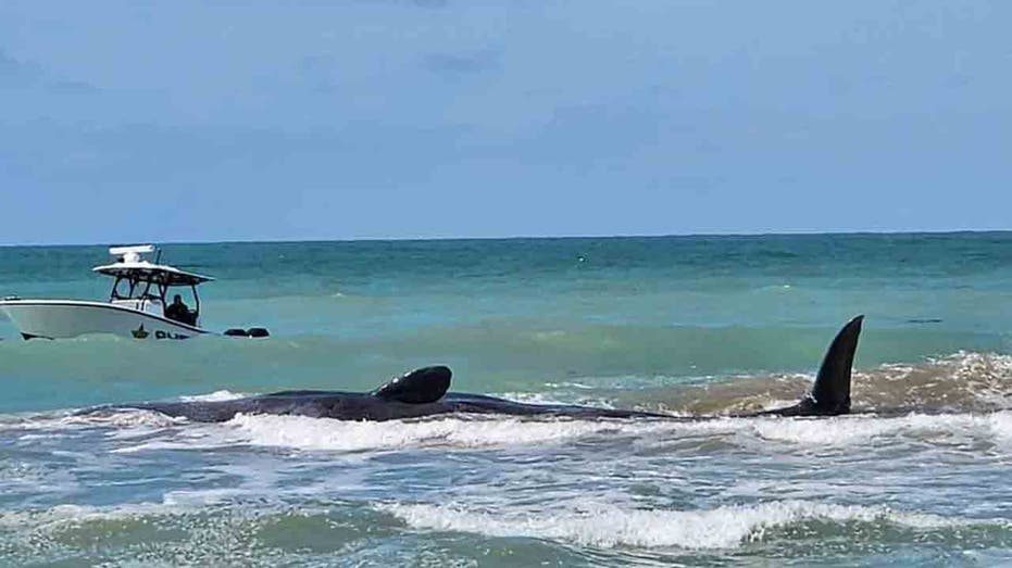 70-foot sperm whale beached off coast of Florida
