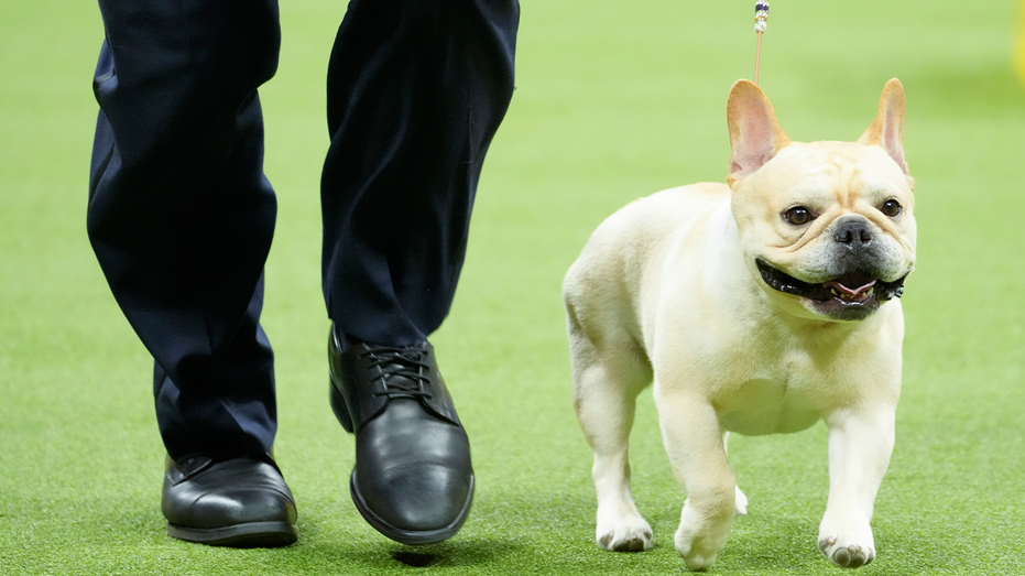French bulldogs remains top ranking breed in US, according to American Kennel Club
