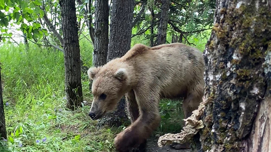 Utah man stunned when grizzly bear invades Alaskan campsite, says he ‘could have touched it’