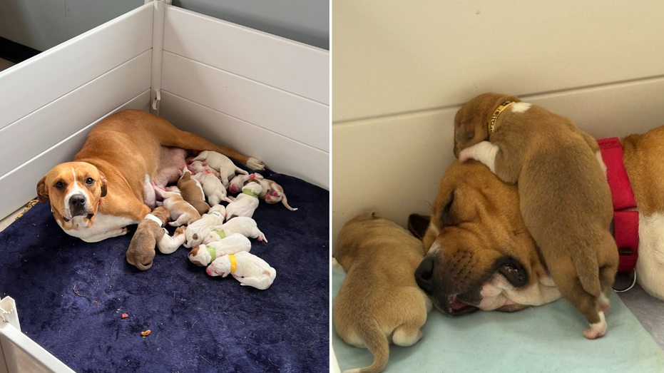 Texas shelter dog who was ‘so pregnant she couldn’t even walk’ gives birth to double-digit litter