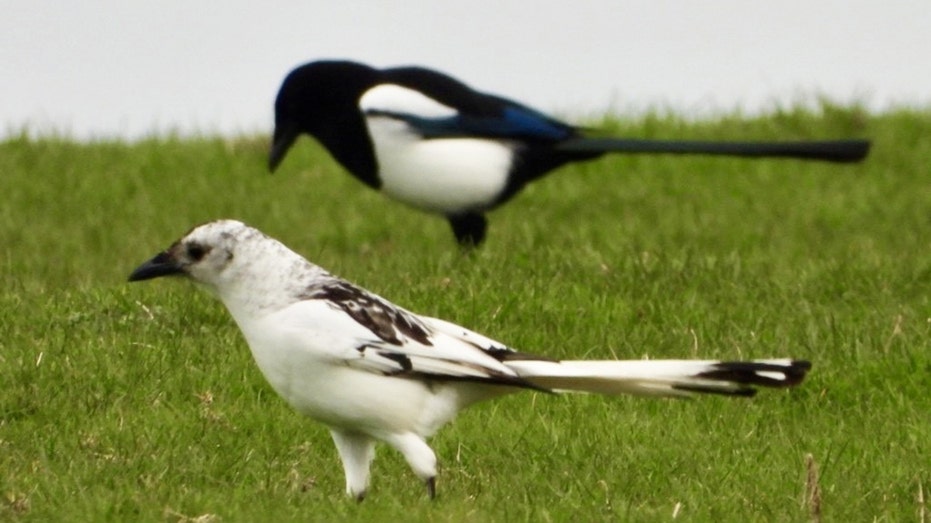 <div></noscript>Rare white magpie thrills man in Wales: 'Wow, what a thing that was'</div>