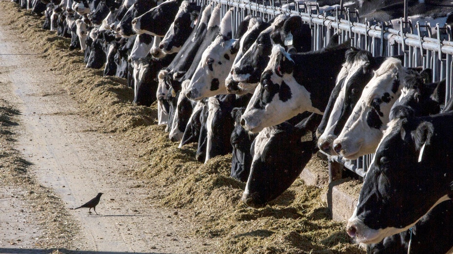 Bird flu detected among dairy cows in Texas and Kansas
