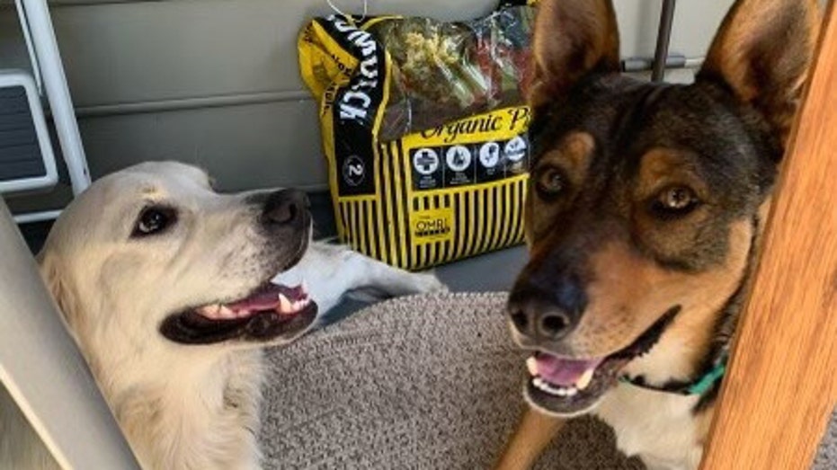 California dog owners make ‘secret door’ for pet ‘best friends’ to have regular playdates