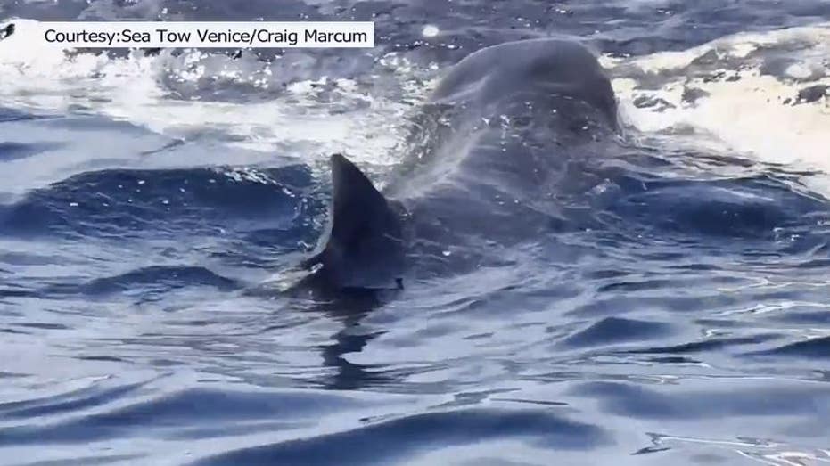 WATCH: Sharks devour 44-foot whale carcass towed out to sea after Florida beaching