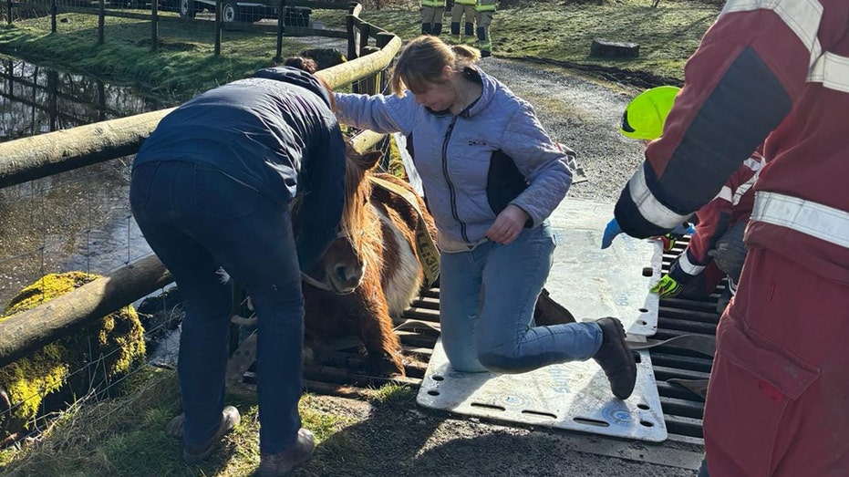 Social media users upset as Shetland pony is stuck in cattle grid for 4 hours with crews toiling