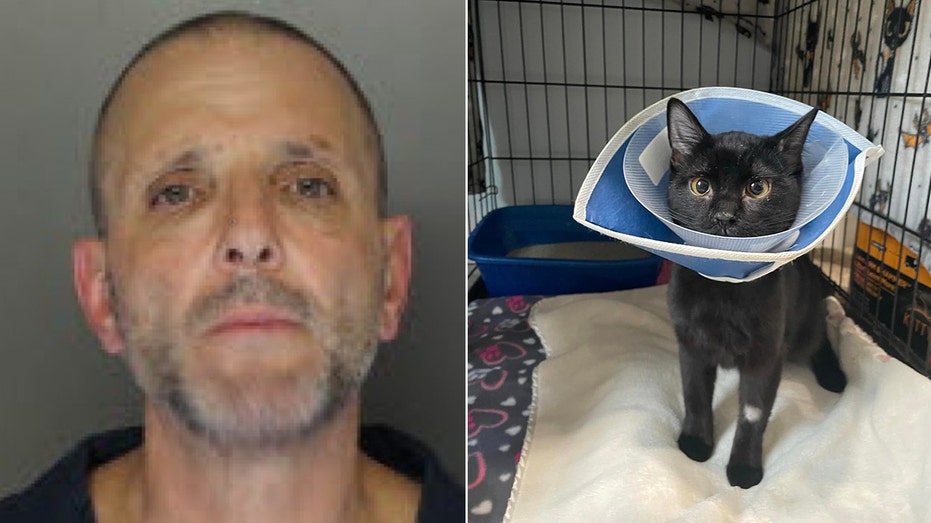 Pennsylvania man accused of skinning kitten's face 'down to the bone' claimed it was a jaguar: officials