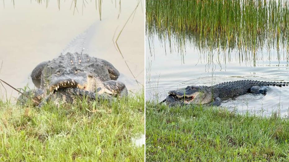 Woman ‘creeped out’ by alligator’s meal of choice, plus a fun American culture quiz