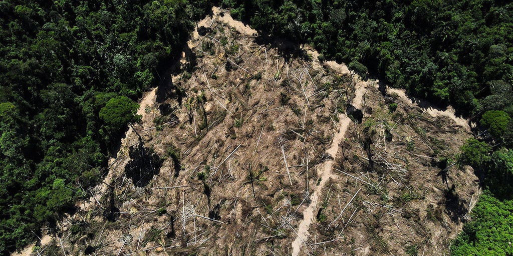 Tropical forest loss decreased in 2023 but global threats remain, data shows - Vimarsana News