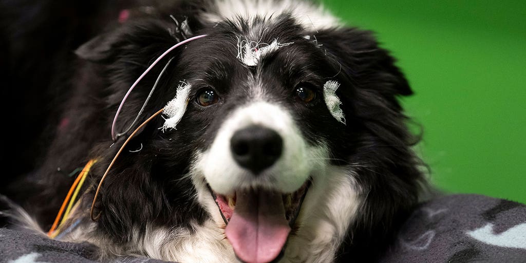 Dogs may actually understand words for their favorite toys, study shows - Vimarsana News
