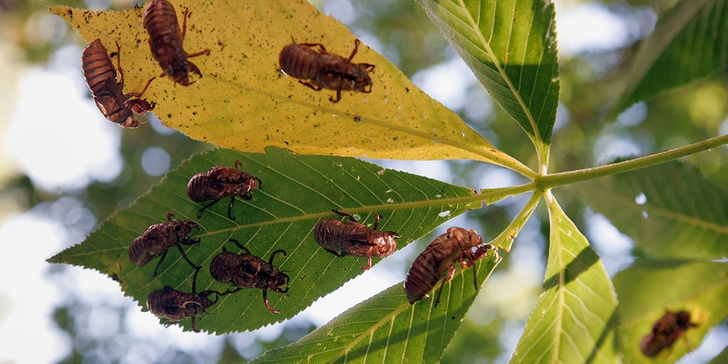 Cicada invasion: An 'amazing' American phenomenon and bonanza for anglers - Vimarsana News