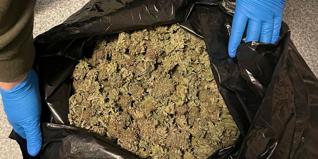 Illegal marijuana grow operation uncovered in rural Maine - Vimarsana News