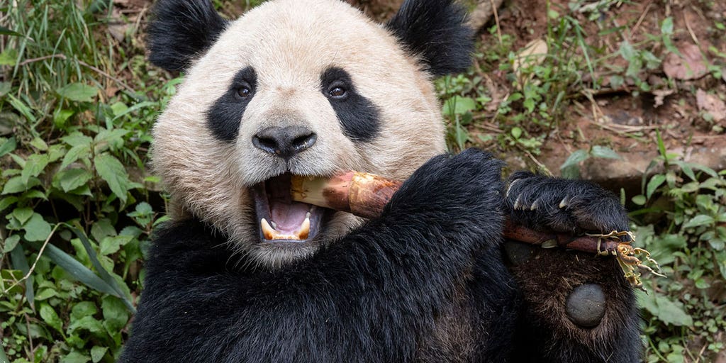 San Diego Zoo to welcome pair of giant pandas from China - Vimarsana News