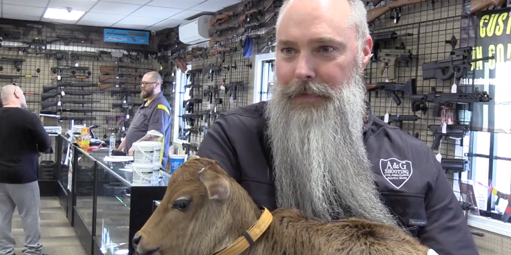 Maine gun store hires 'udderly' adorable employee: a baby cow - Vimarsana News