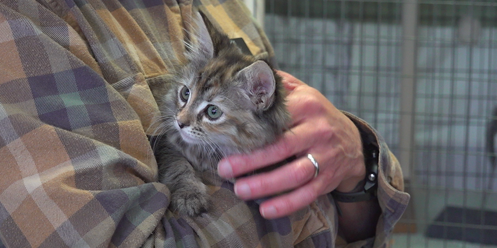 Pets may need to wait weeks, months for care amid US veterinarian shortage - Vimarsana News
