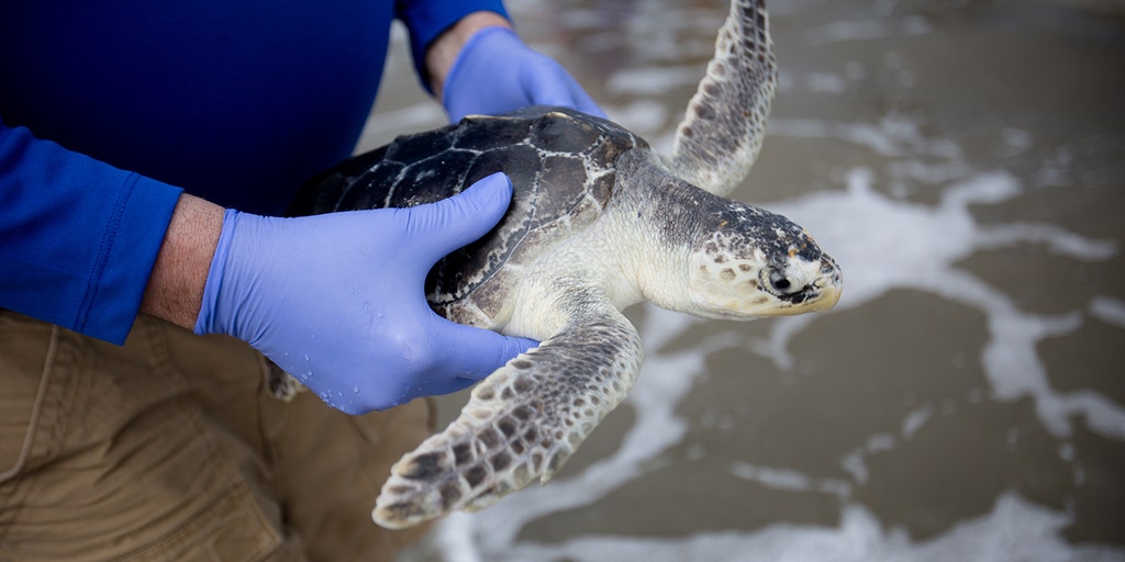 Georgia releases 34 rehabilitated sea turtles into ocean after conservation groups nursed them to health - Vimarsana News