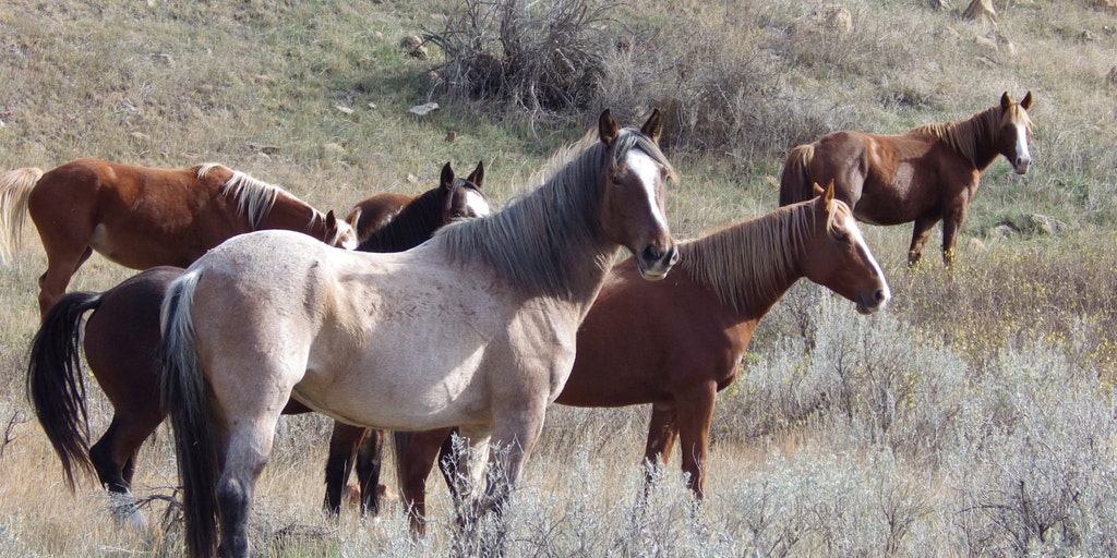 Wild horses to remain in North Dakota's Theodore Roosevelt National Park, lawmaker says - Vimarsana News