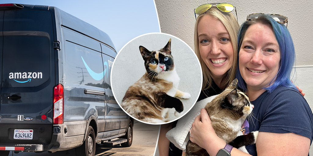 Utah cat accidentally shipped in an Amazon return box, found 650 miles from home by warehouse worker - Vimarsana News