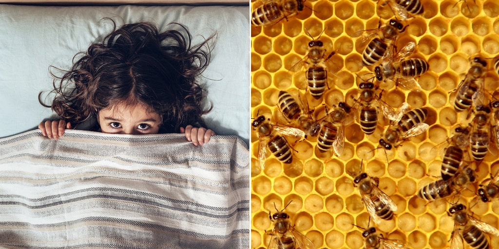 North Carolina child says she hears 'monsters' in the wall, turns out to be 50K buzzing bees - Vimarsana News