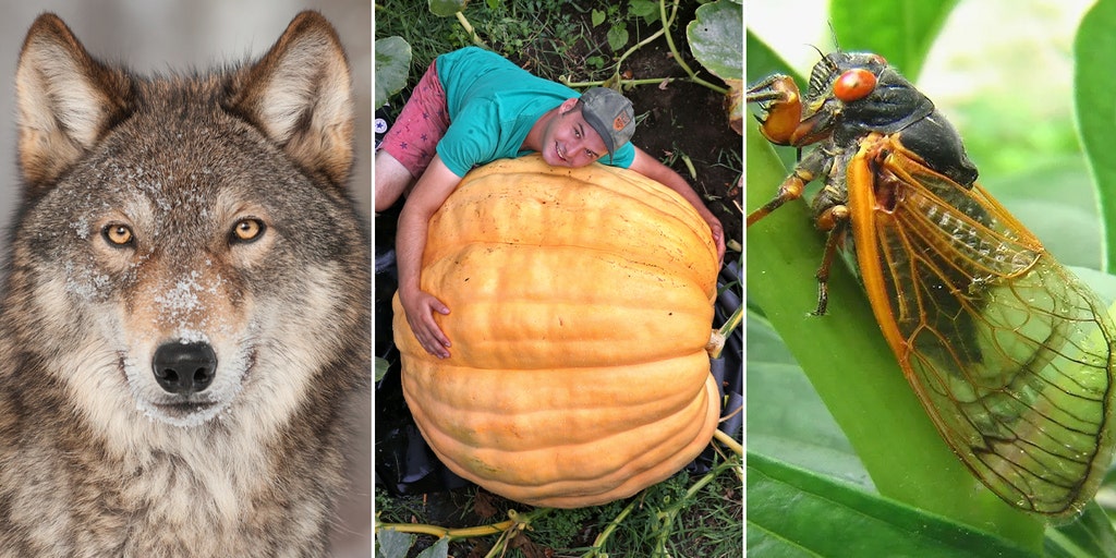 Rare wolf's fate revealed, an upcoming cicada invasion and more trending news - Vimarsana News