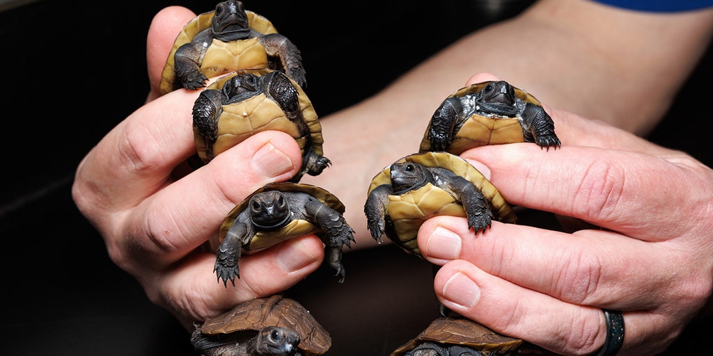 Tennessee aquarium welcomes 7 baby turtles endangered in wilderness, experts say a 'small victory' - Vimarsana News