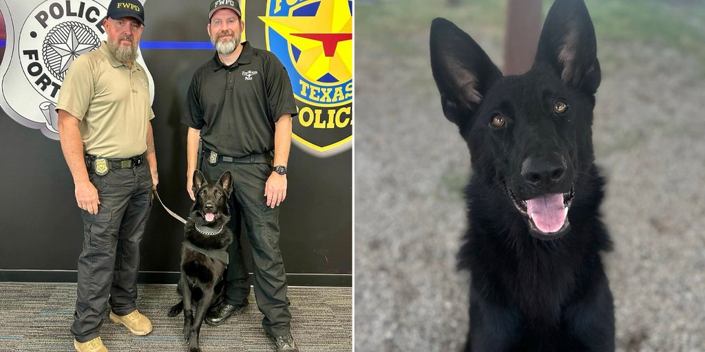 Texas shelter dog becomes impressive police K-9 combating fentanyl crisiss - Vimarsana News