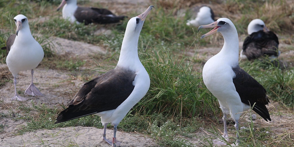 World's oldest known wild bird, Wisdom, is spotted courting new suitors - Vimarsana News