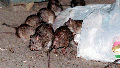Rats swarm around a bag of garbage near a dumpster in New York on July 7, 2000. A study published Wednesday, April 3, 2024, in the journal Science Advances suggests that brown rats crawled off ships arriving in the Americas earlier than previously thought and out-competed rodent rivals &ndash; infuriating and disgusting generations of city-dwellers and becoming so ubiquitous in North American cities that they&rsquo;re known as common rats, street rats or sewer rats.