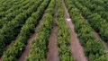 Aerobotics has mapped over 600,000 acres of US farmland with growers uploading over 1 million images of fruit per month through its AI platform. (Photo courtesy: Aerobotics.)