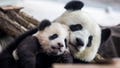one of five-month-old twin panda cubs Meng Yuan (Paule), male, is seen next to his mom Meng Meng during a media opportunity at Zoo Berlin on January 29, 2020 in Berlin, Germany.