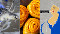 Sea turtle, orange rolls, earthquake in NJ