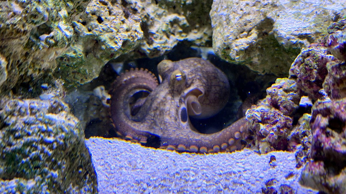 An octopus sitting in a rock