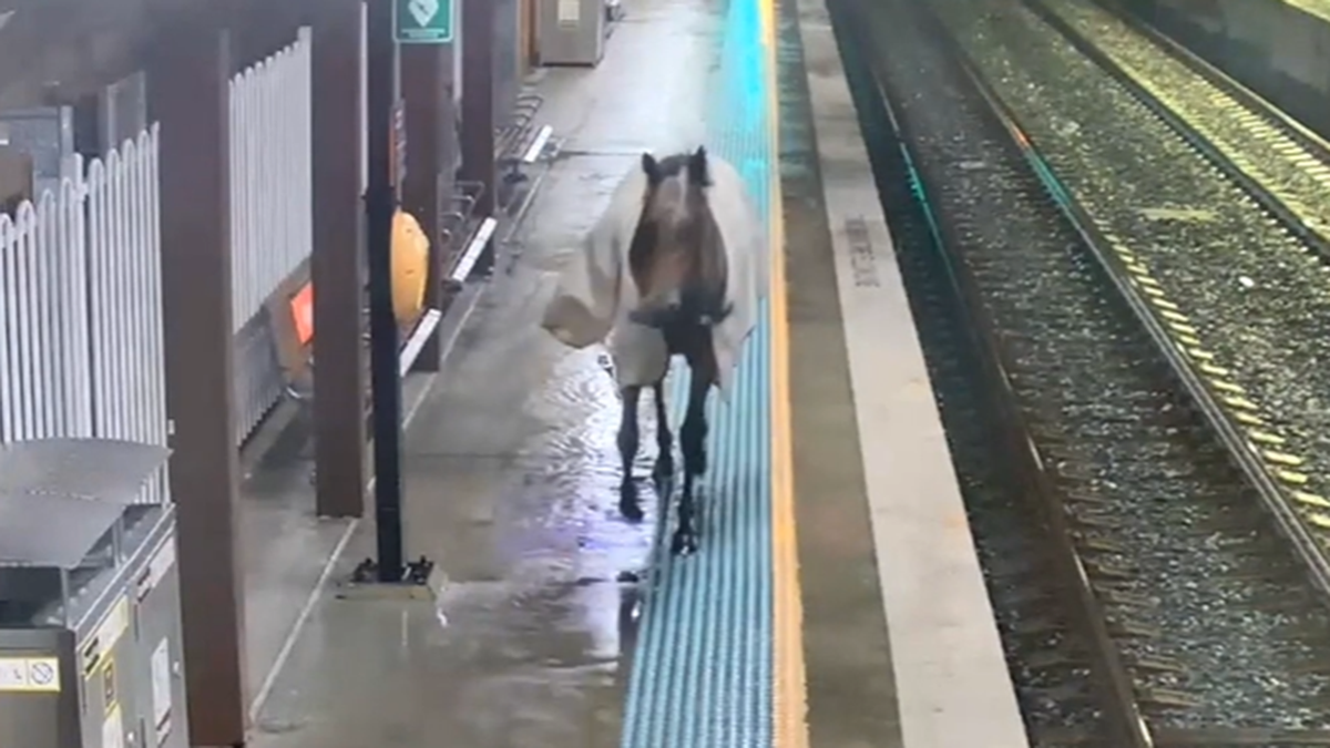 Horse gallops on train platform