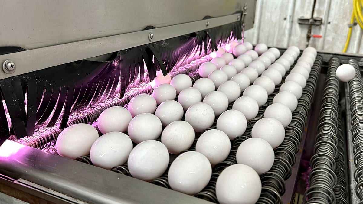 Eggs cleaned at farm