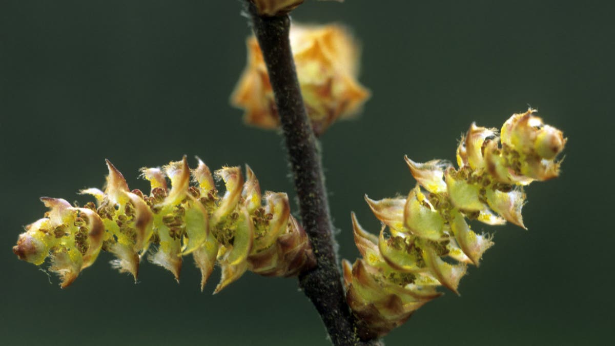 Bog myrtle