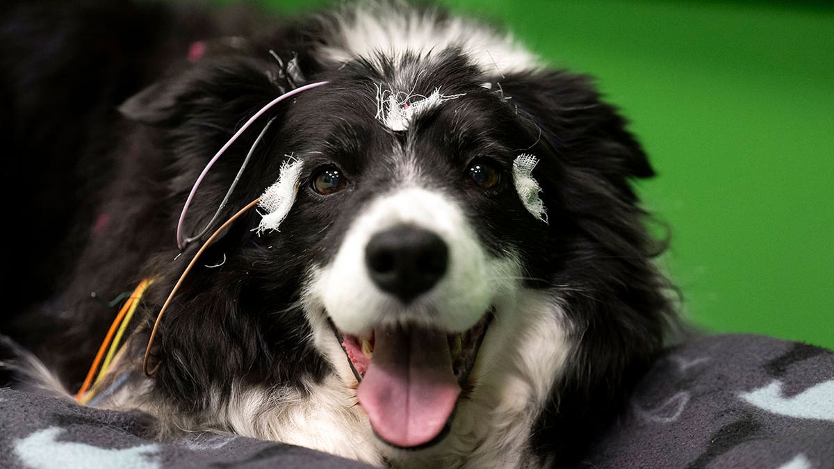 Border collie