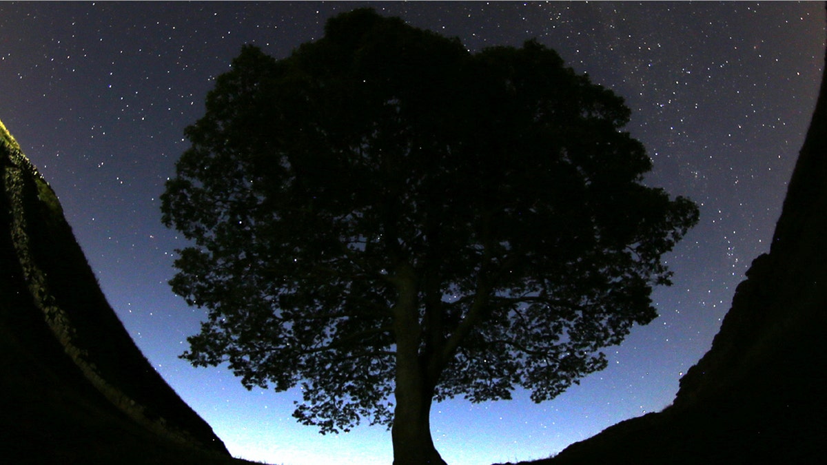 Britain-Sycamore-Gap-Tree-Cut-Down