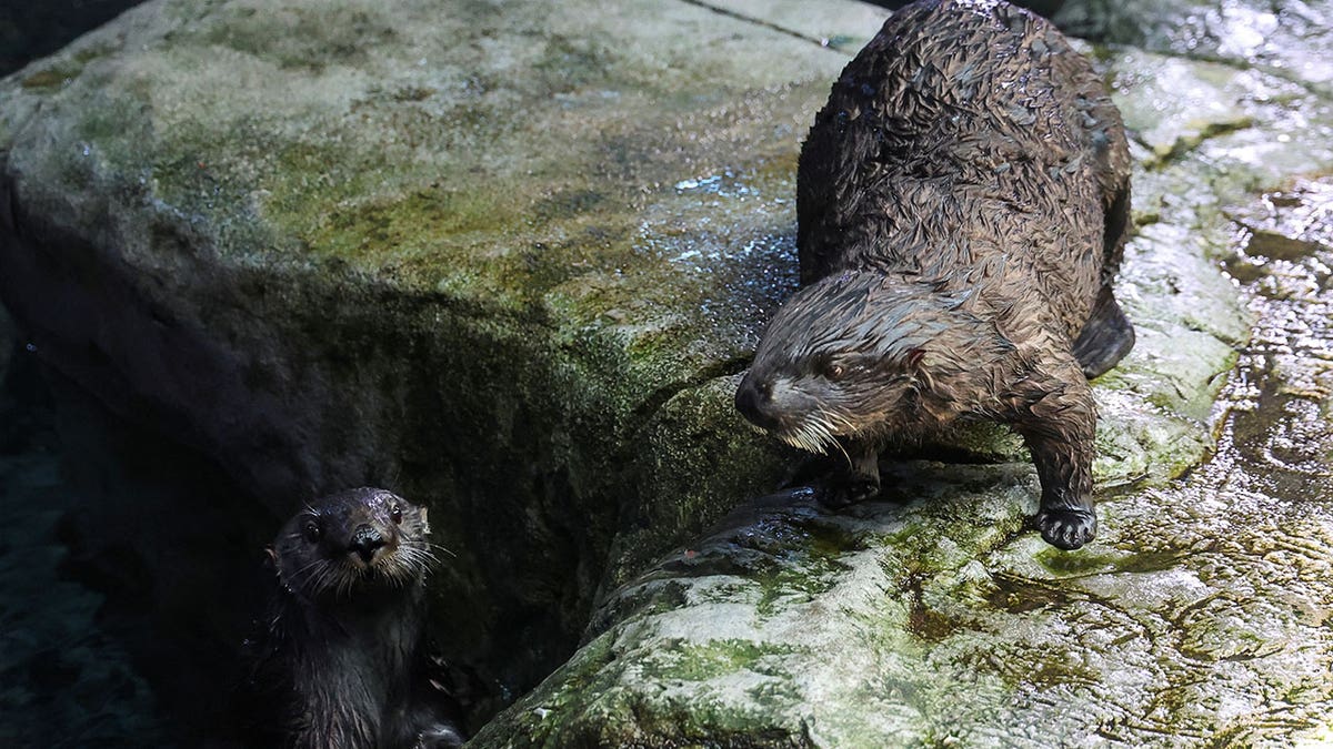 Sea otters