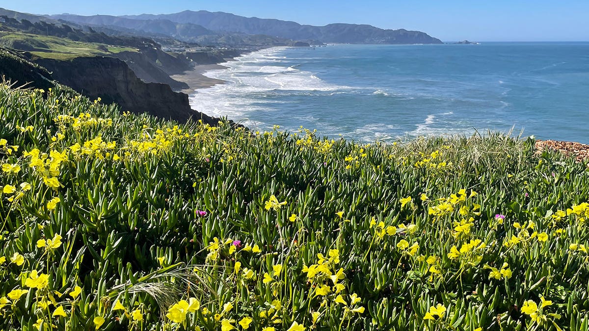 California superbloom