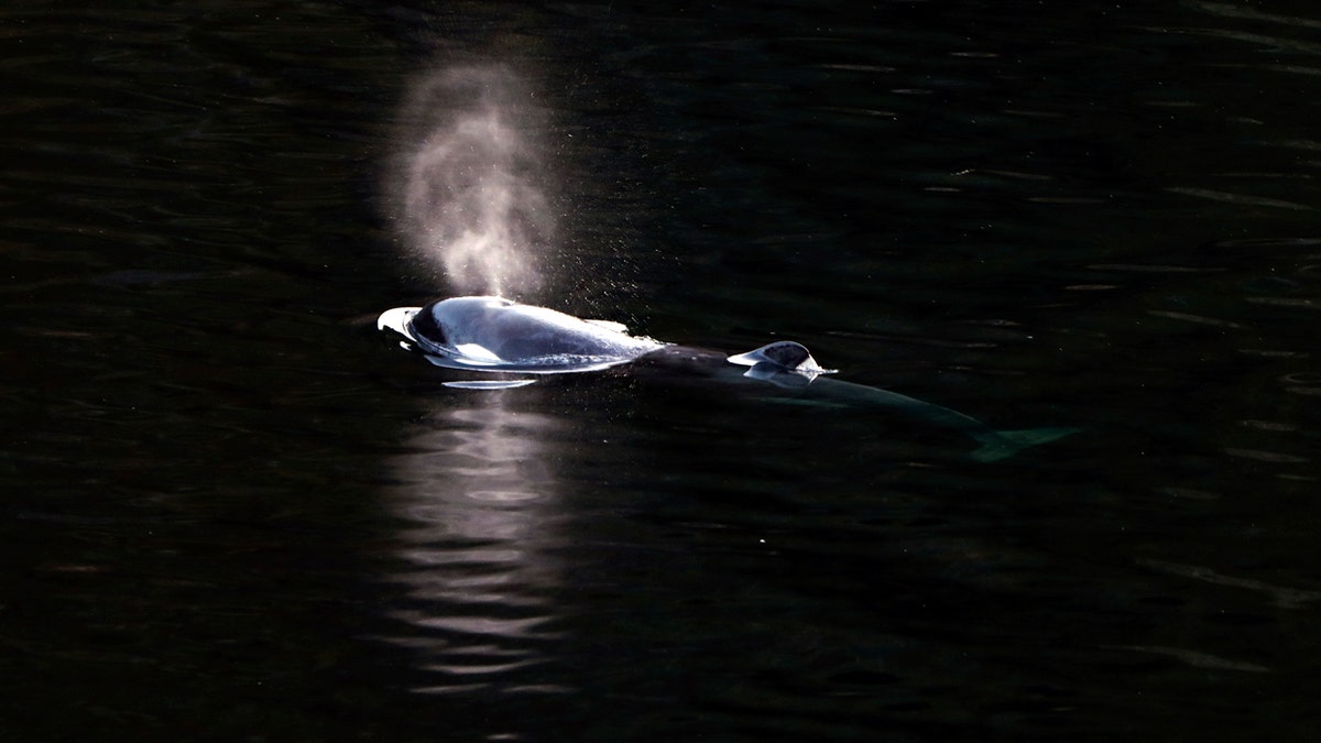 Canada-Killer-Whale-Calf