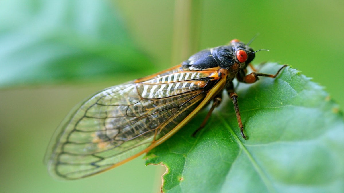 A image of a cicada connected a leaf