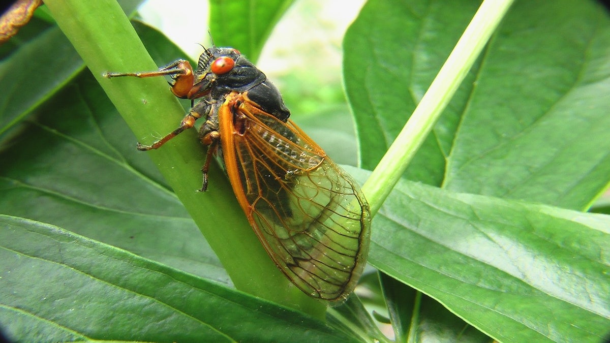A close-up image of a cicada