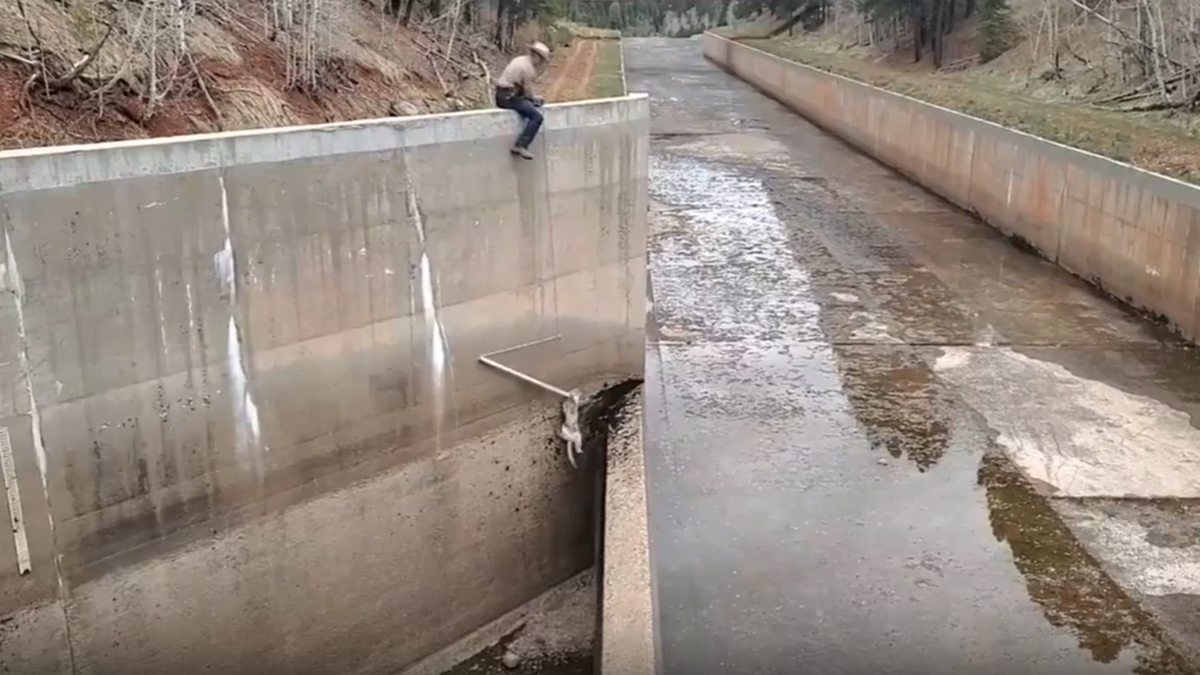 Colorado mountain lion rescue