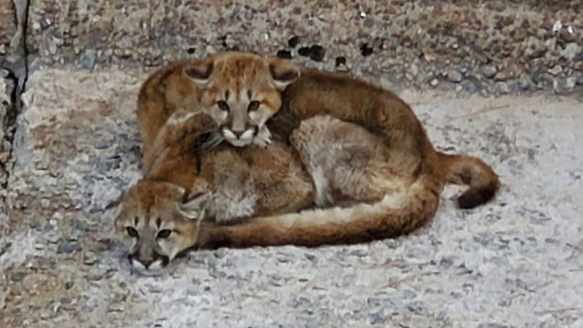 Colorado mountain lions trapped in spillway