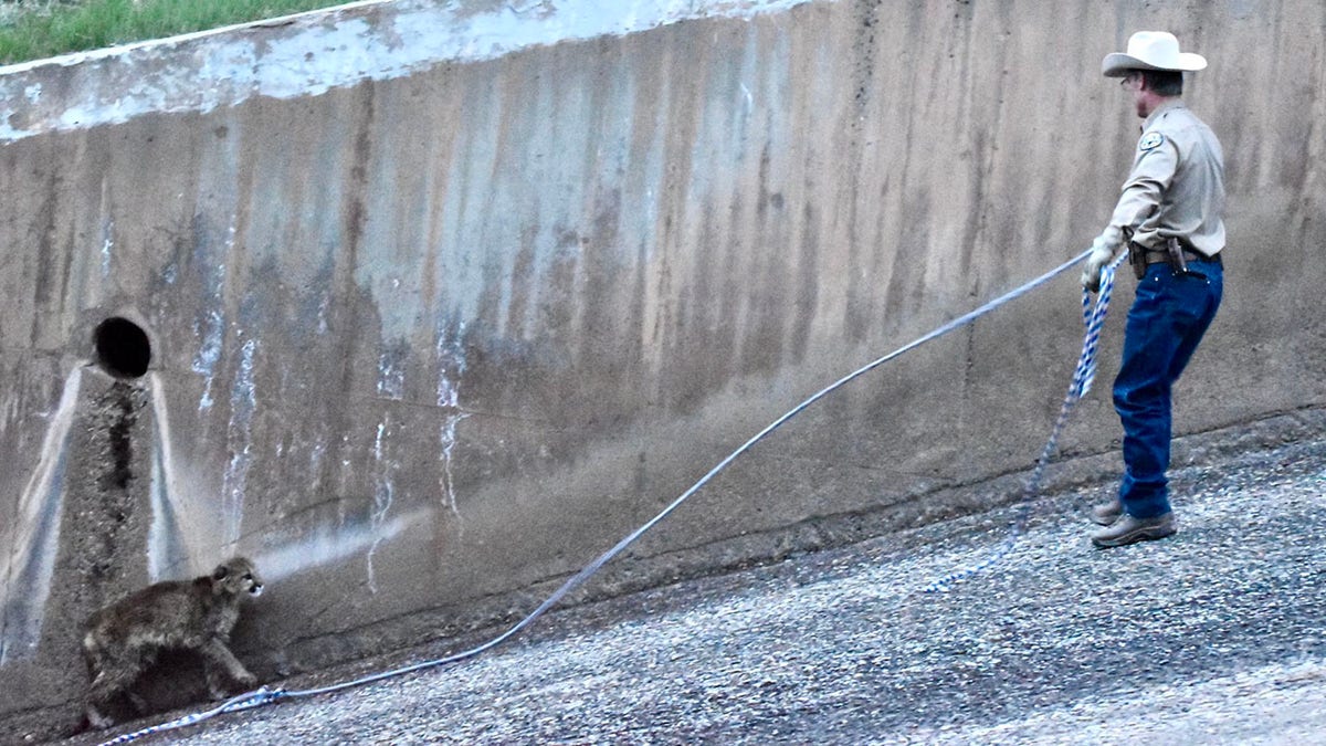 Colorado Parks and Wildlife officer rescuing mountain lion