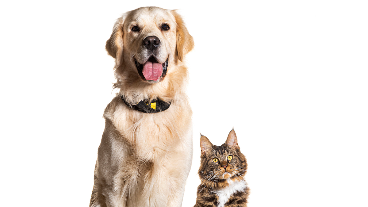  The cost of owning a pet can be high; grab discounts while you can.