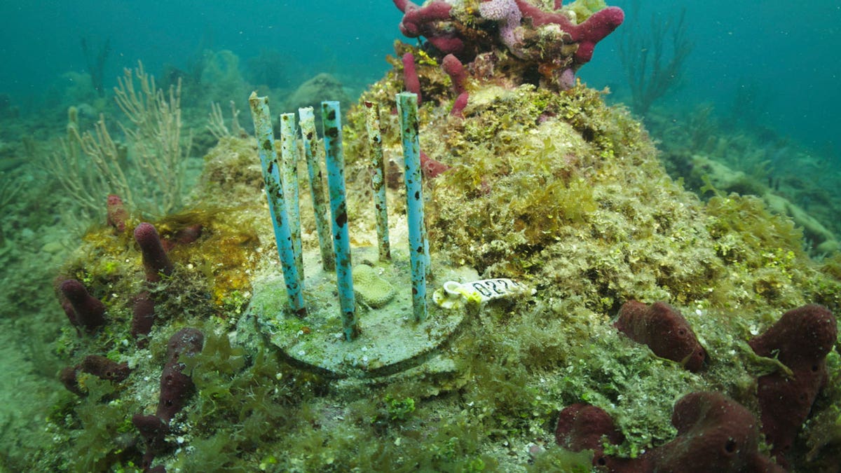 A Coral Fort made of biodegradable drinking straws