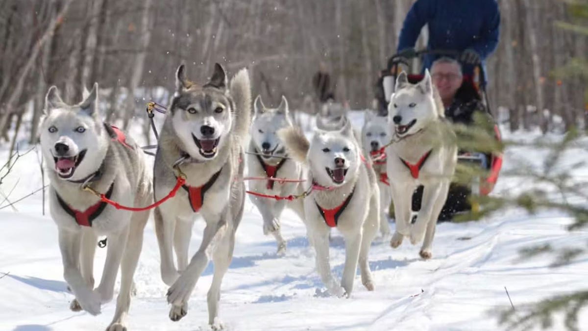 Dog sledding