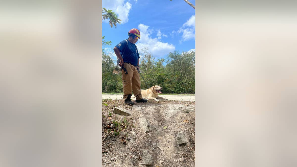 Search and rescue efforts in Cozumel include dogs trying to trace "Brad's" trail. 