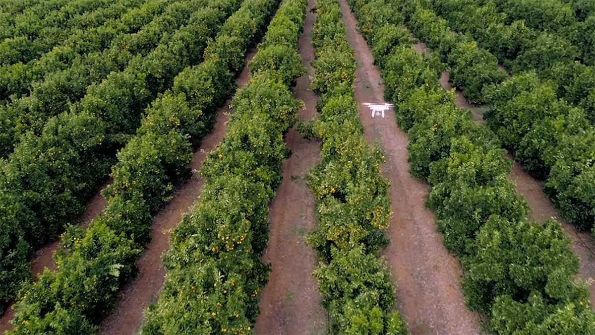 drone over crops